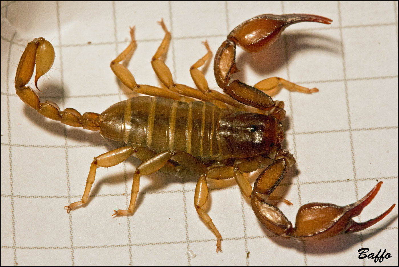 Euscorpius aquilejensis